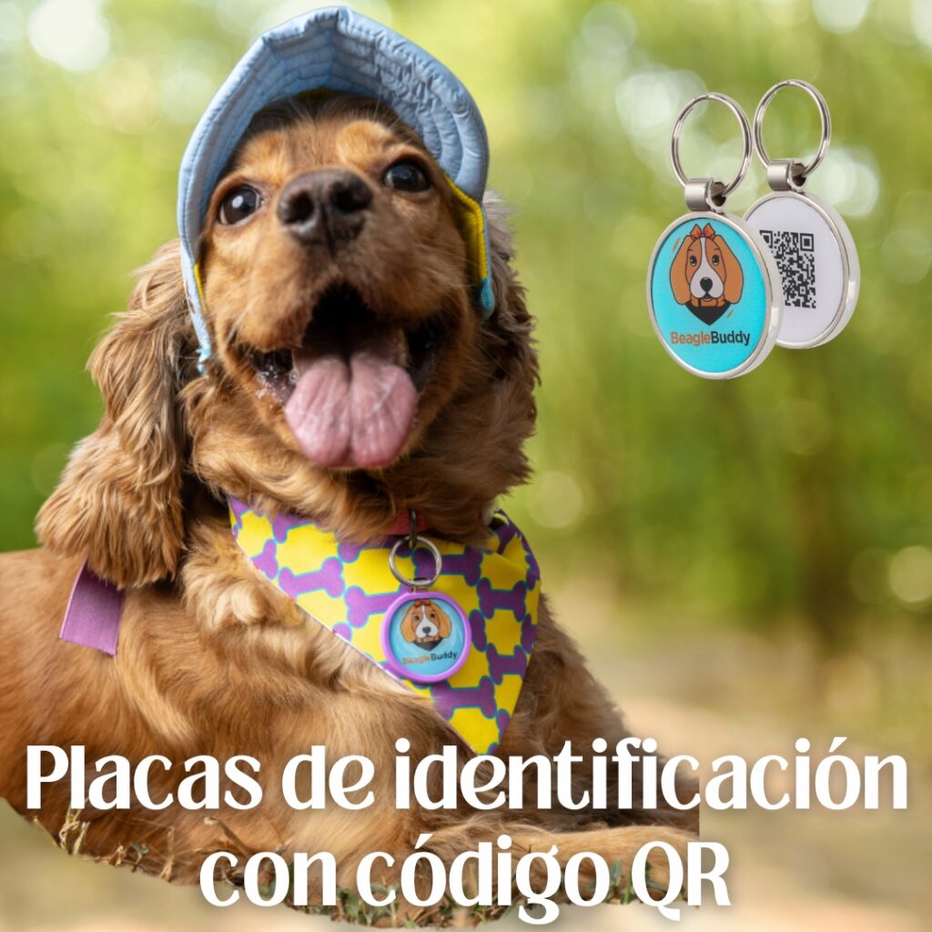 alt="Perrita usando placa de identificación con código QR BeagleBuddy, perfecta para seguridad de mascotas."