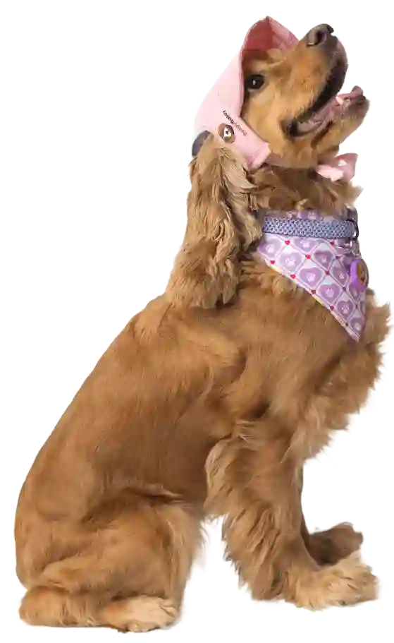 perro cocker con gorra de beagle buddy