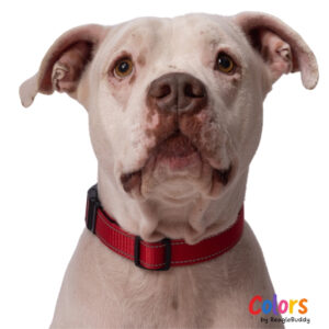 Collar Reflectivo Rojo